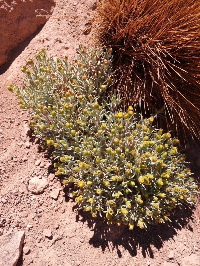 Senecio volckmannii photo 3