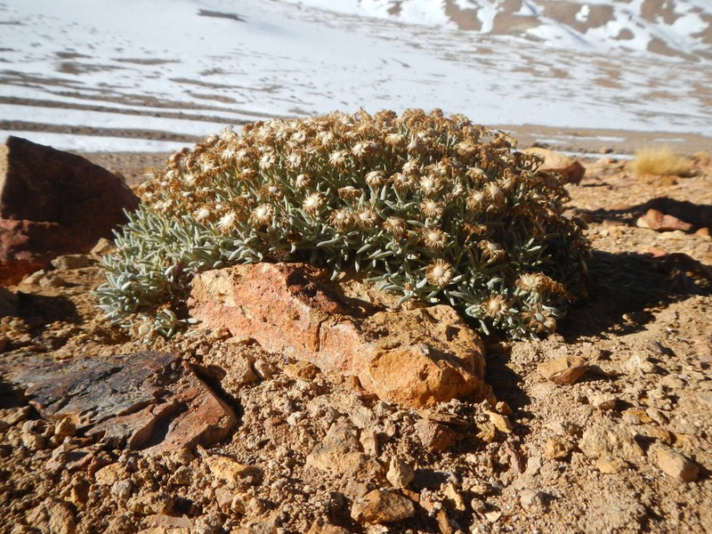 Senecio volckmannii photo 4
