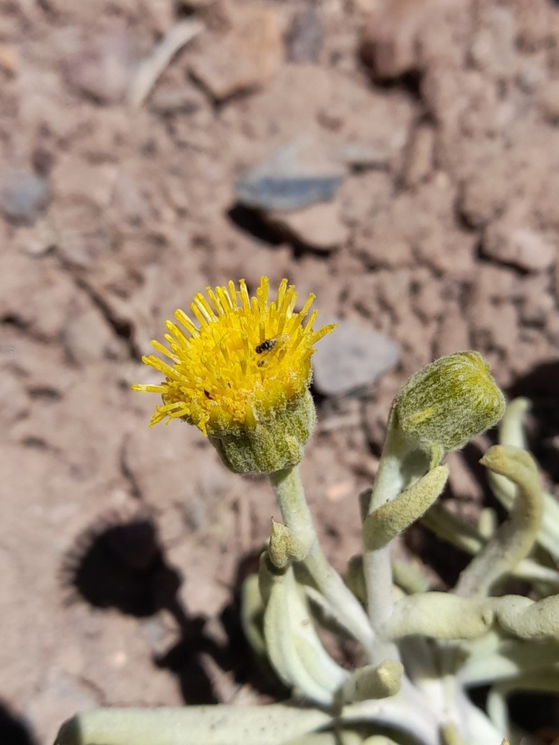 Senecio volckmannii photo 5