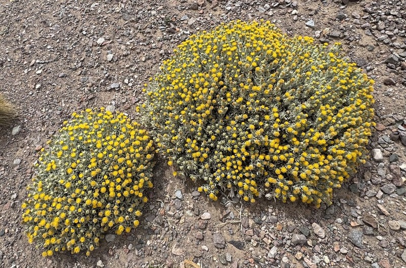 Senecio volckmannii photo 6
