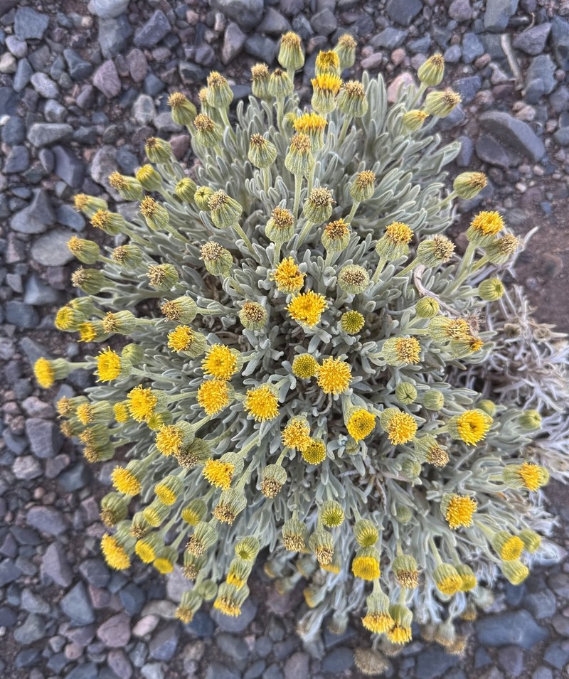 Senecio volckmannii photo 7