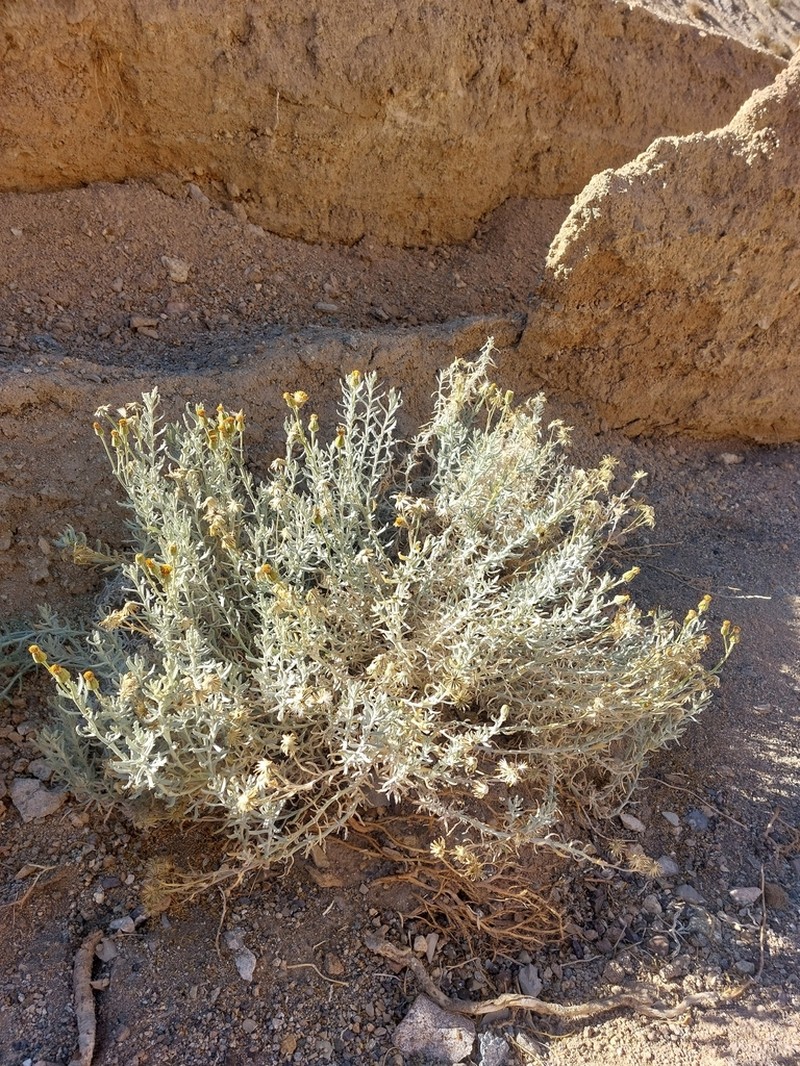 Senecio volckmannii photo 8