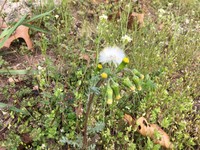 Old-Man-In-The-Spring