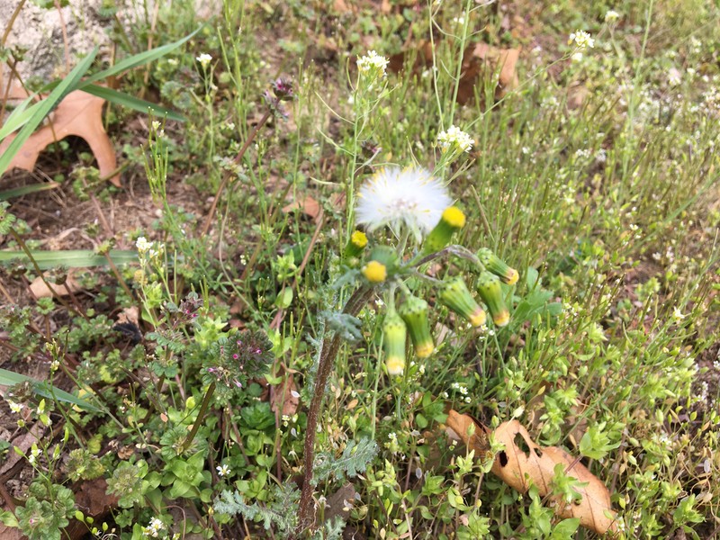 Old-Man-In-The-Spring