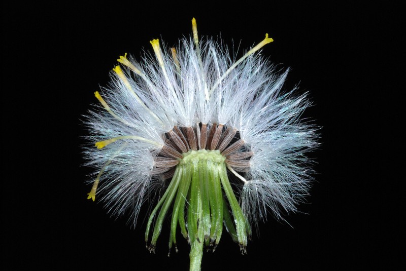 Old-Man-In-The-Spring photo 4