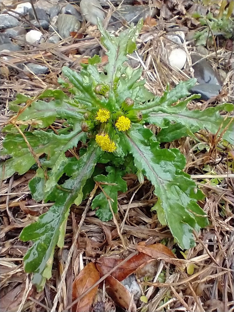 Old-Man-In-The-Spring photo 5