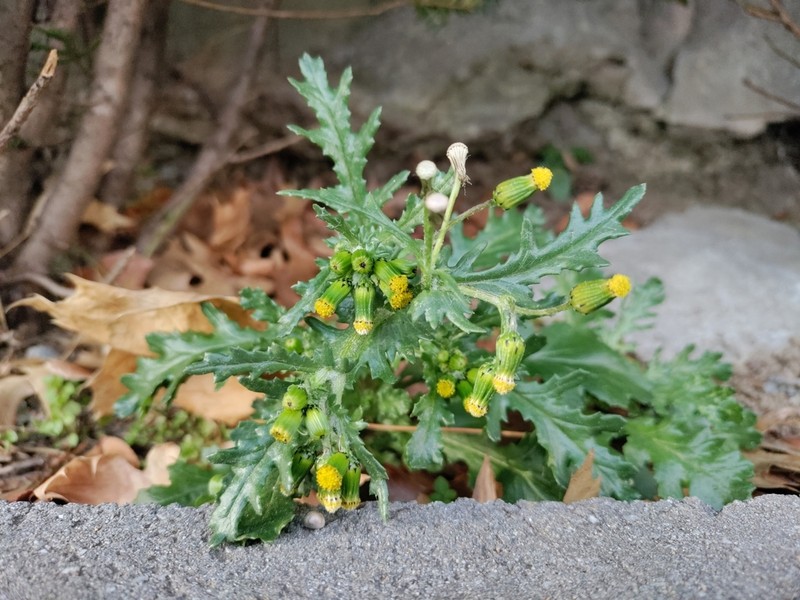 Old-Man-In-The-Spring photo 6