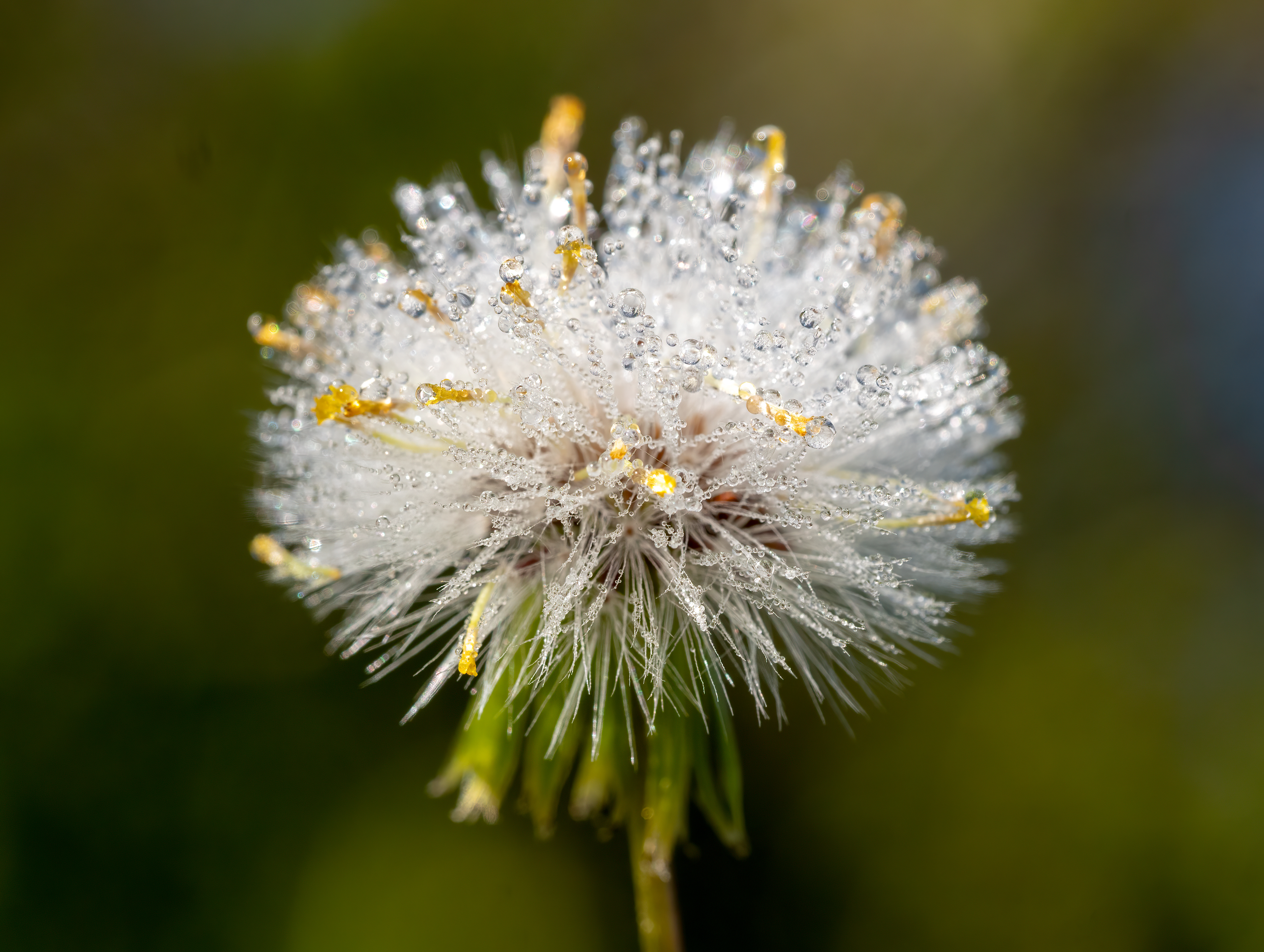 Old-Man-In-The-Spring photo 6