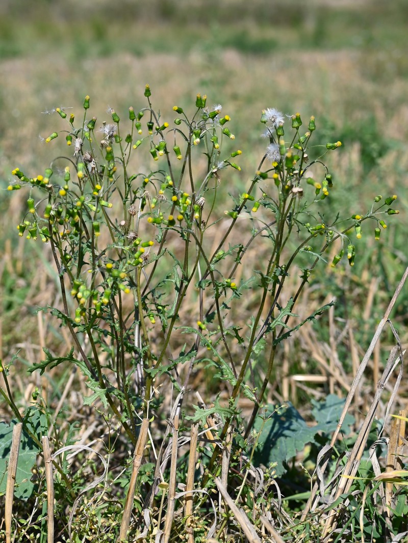 Old-Man-In-The-Spring photo 4