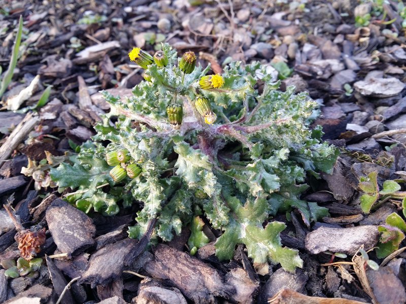 Old-Man-In-The-Spring photo 8