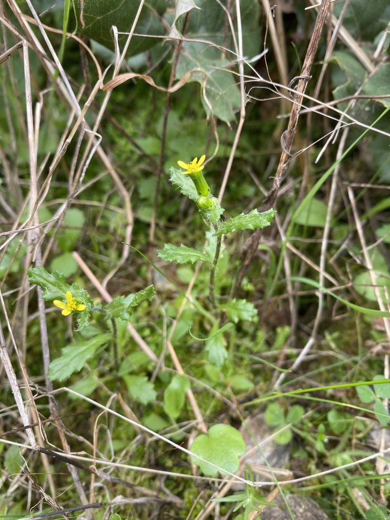 Senecio vulgaris subsp. denticulatus