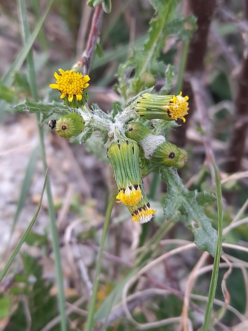 Senecio vulgaris subsp. denticulatus photo 2