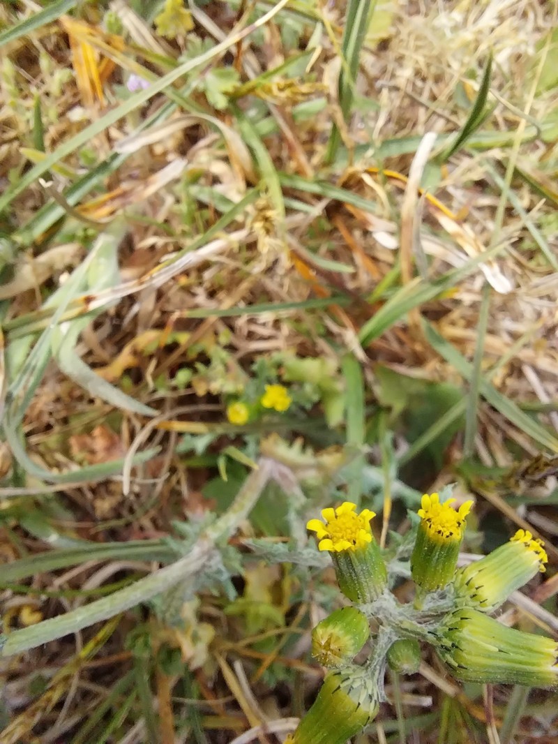 Senecio vulgaris subsp. denticulatus photo 4