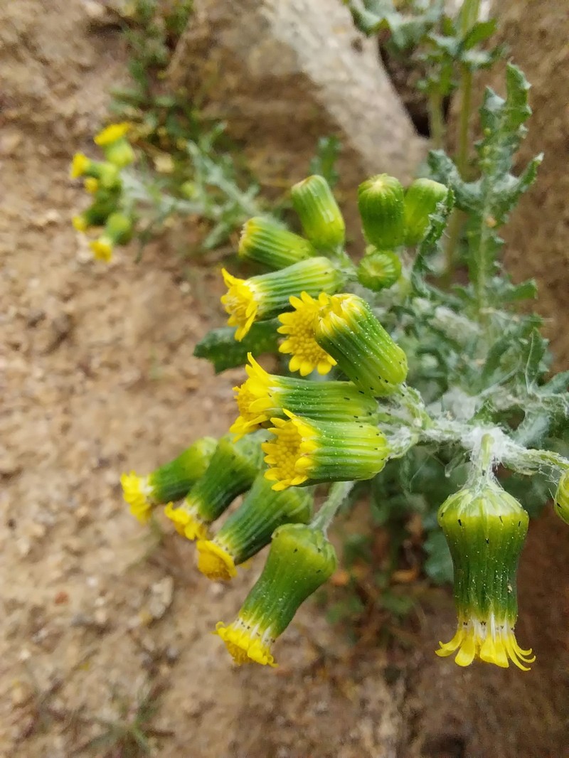 Senecio vulgaris subsp. denticulatus photo 5