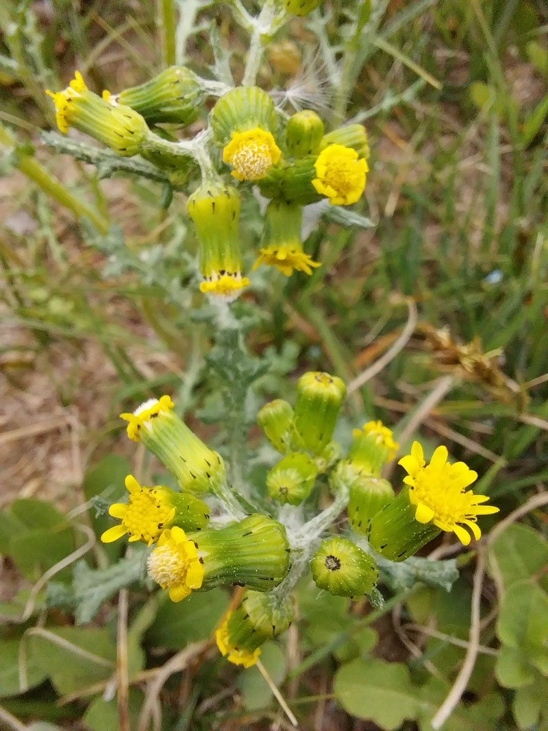 Senecio vulgaris subsp. denticulatus photo 6