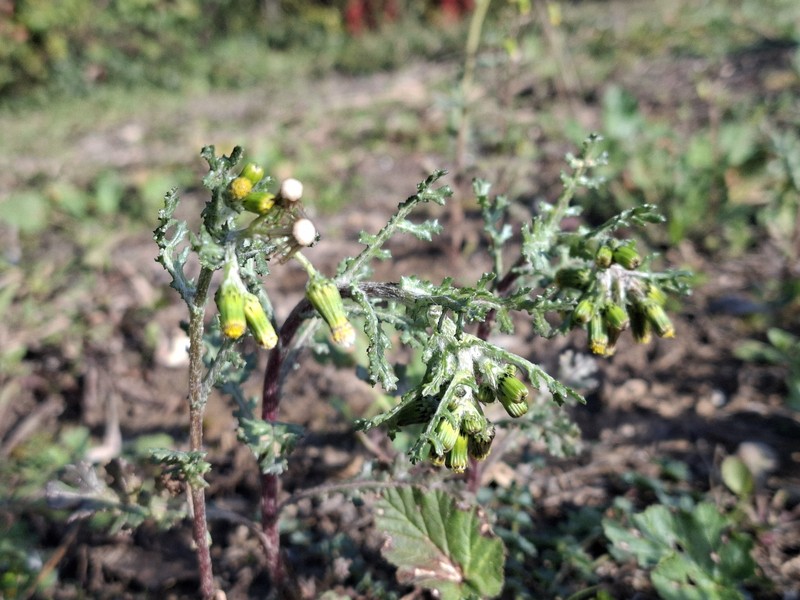 Senecio vulgaris subsp. vulgaris