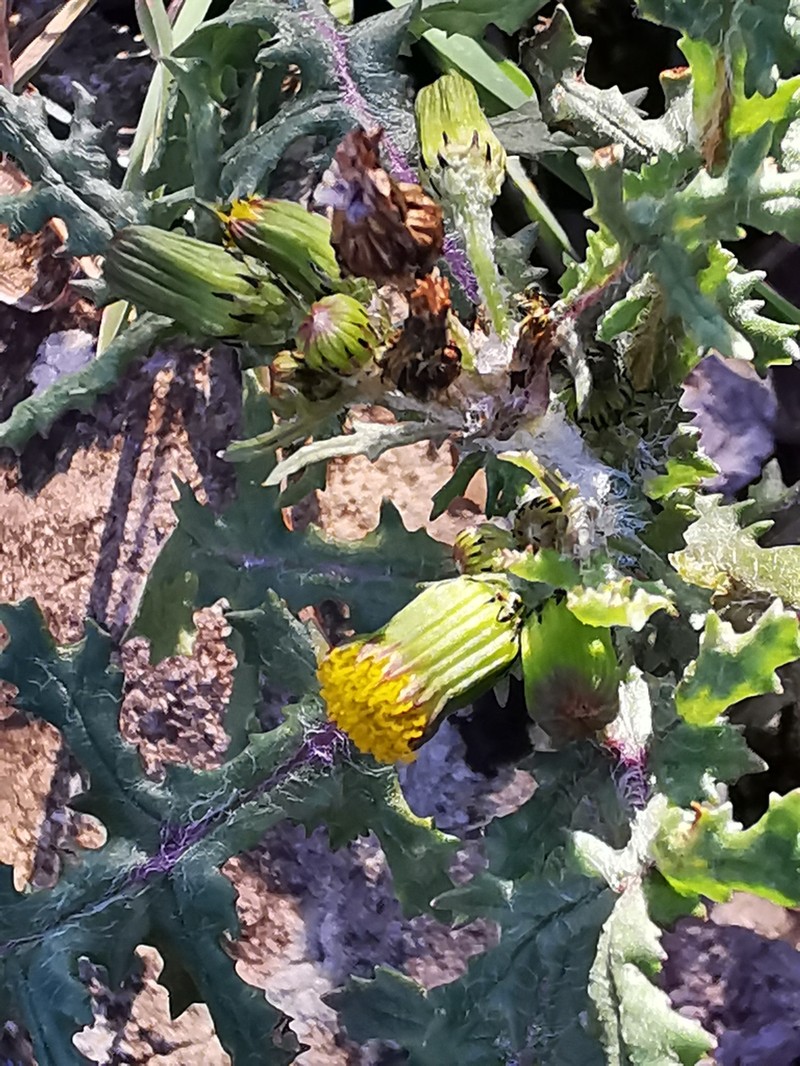 Senecio vulgaris subsp. vulgaris photo 2