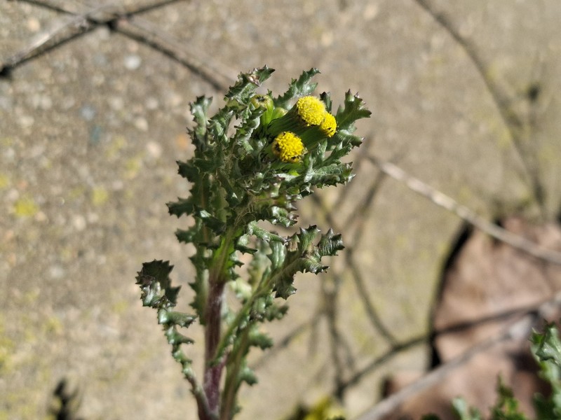 Senecio vulgaris subsp. vulgaris photo 3