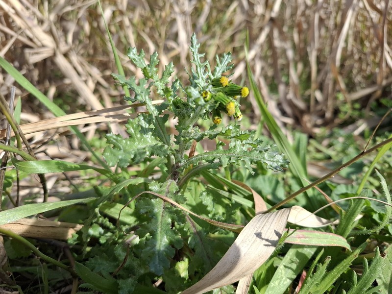 Senecio vulgaris subsp. vulgaris photo 4