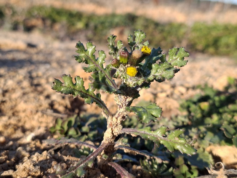 Senecio vulgaris subsp. vulgaris photo 5