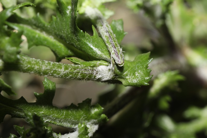Senecio vulgaris subsp. vulgaris photo 6