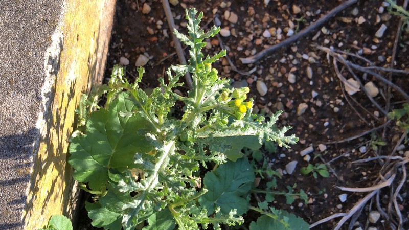 Senecio vulgaris subsp. vulgaris photo 7