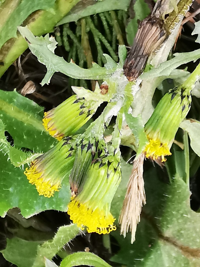 Senecio vulgaris subsp. vulgaris photo 8