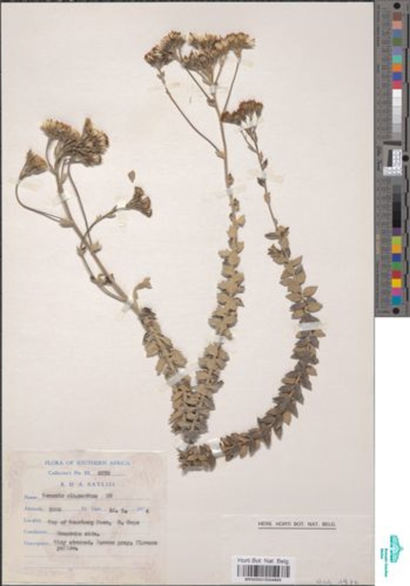 Senecio vulneraria