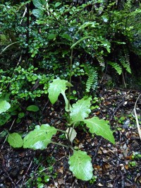 Senecio wairauensis