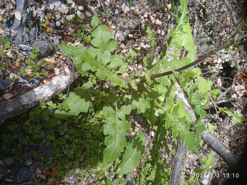 Senecio wairauensis photo 2