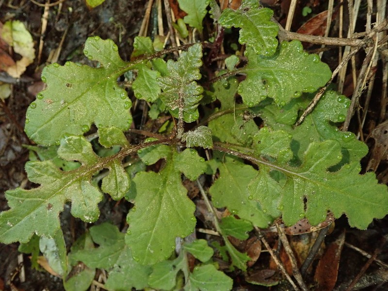 Senecio wairauensis photo 3