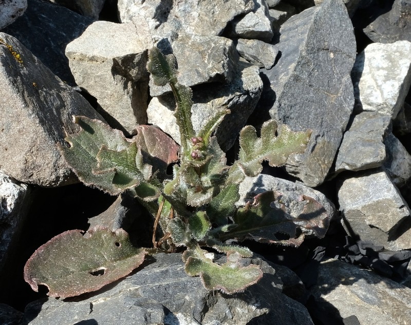 Senecio wairauensis photo 4