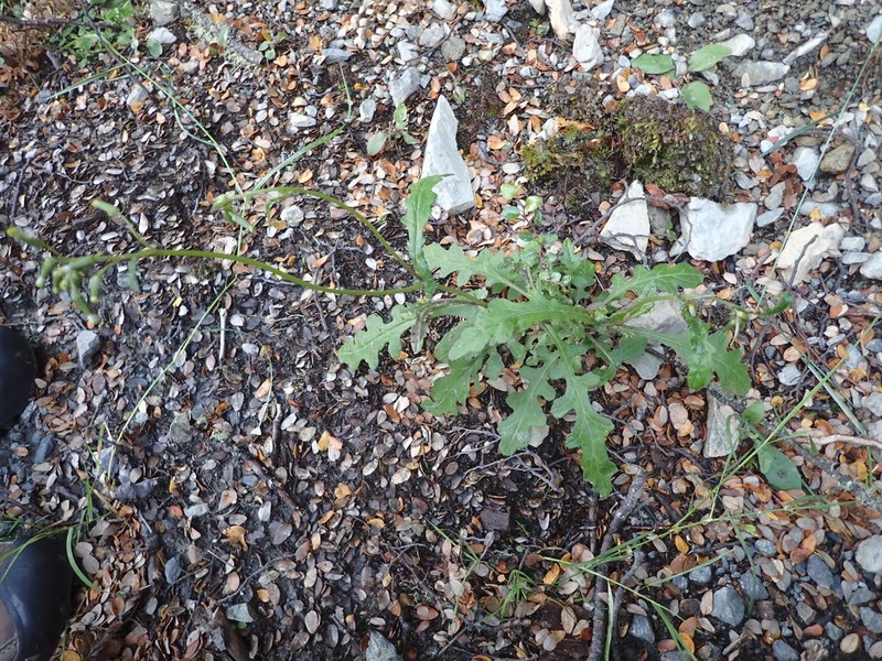 Senecio wairauensis photo 5