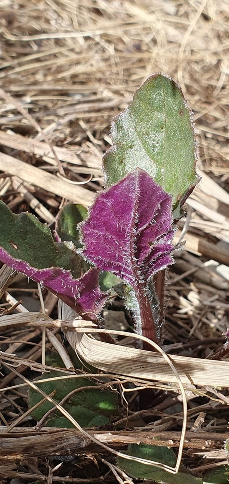 Senecio wairauensis photo 6