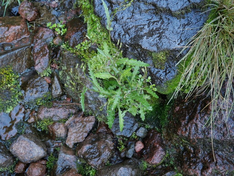 Senecio wairauensis photo 8
