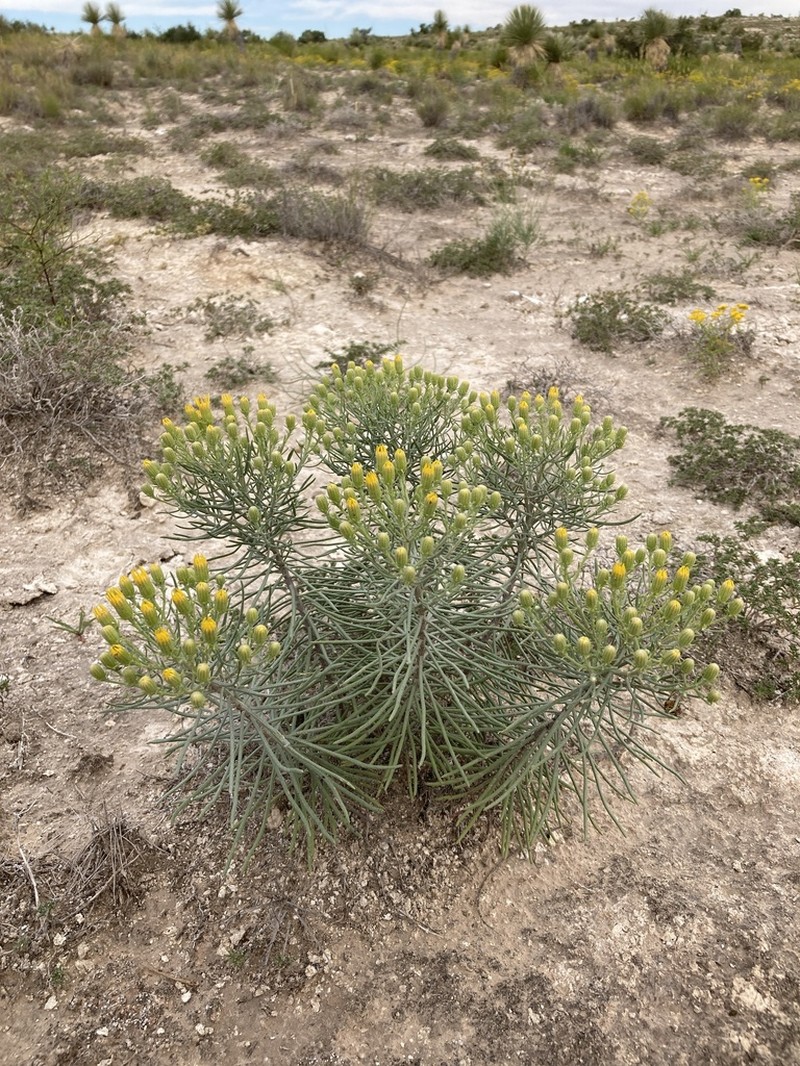 Warnock's Ragwort photo 2