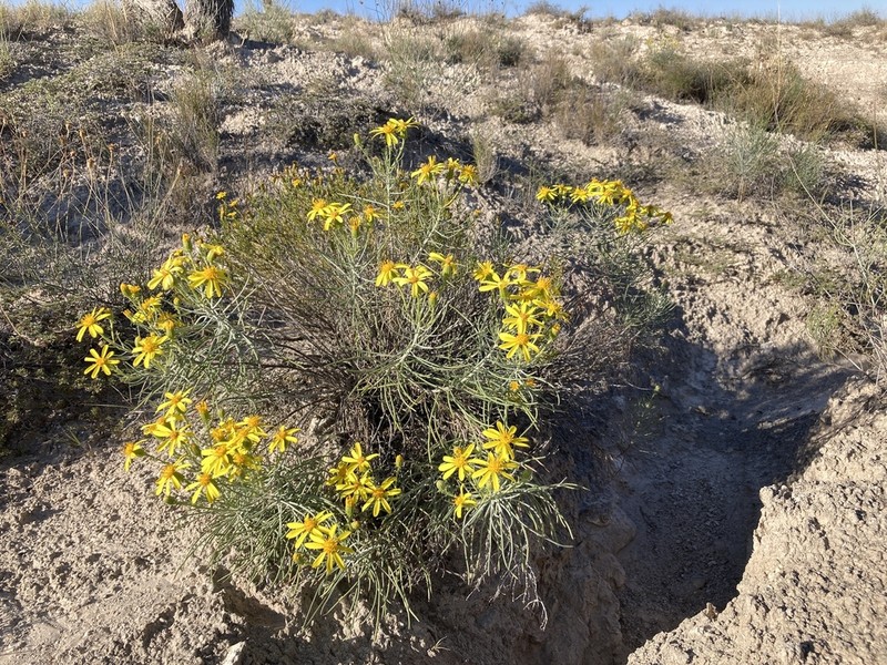 Warnock's Ragwort photo 3