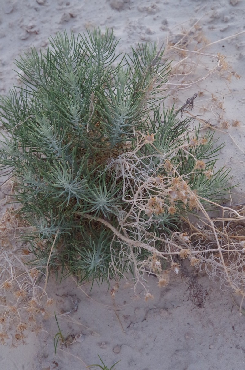 Warnock's Ragwort photo 4