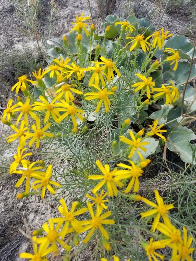 Warnock's Ragwort photo 5