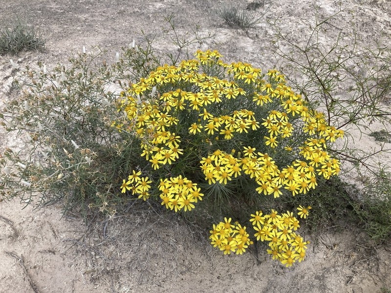 Warnock's Ragwort photo 7