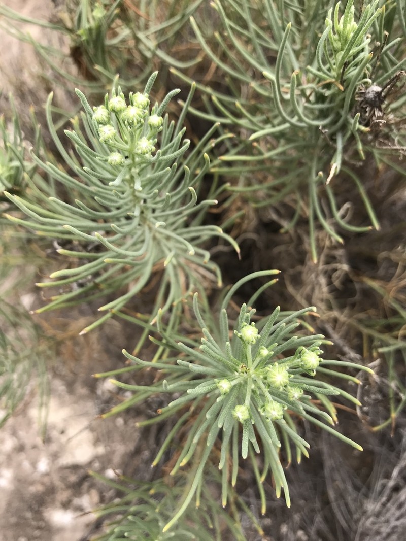 Warnock's Ragwort photo 8
