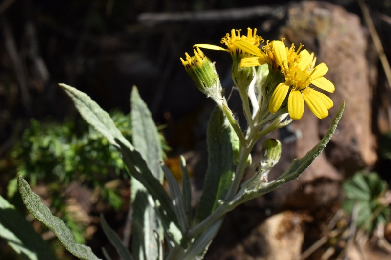 Senecio warszewiczii