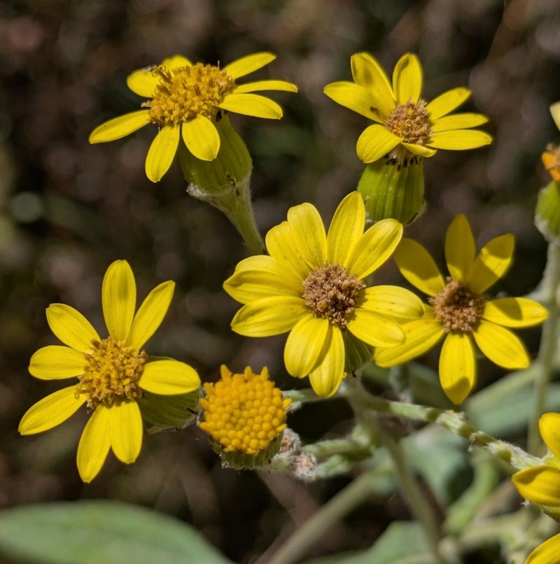 Senecio warszewiczii photo 2