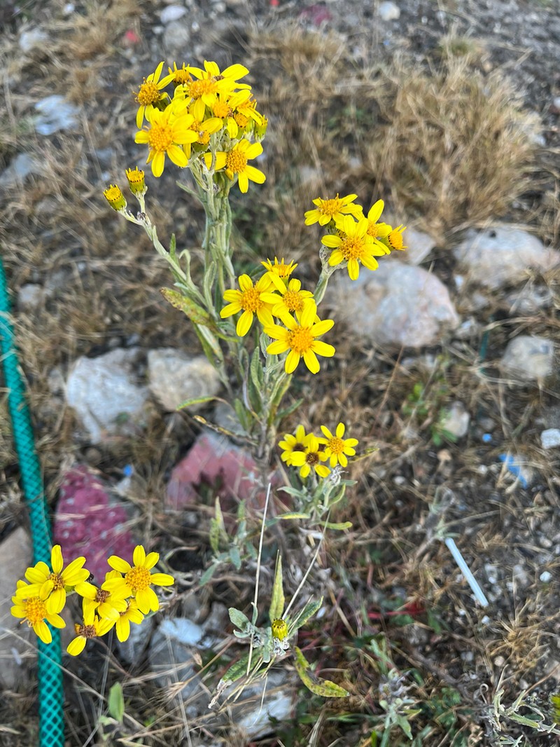 Senecio warszewiczii photo 3