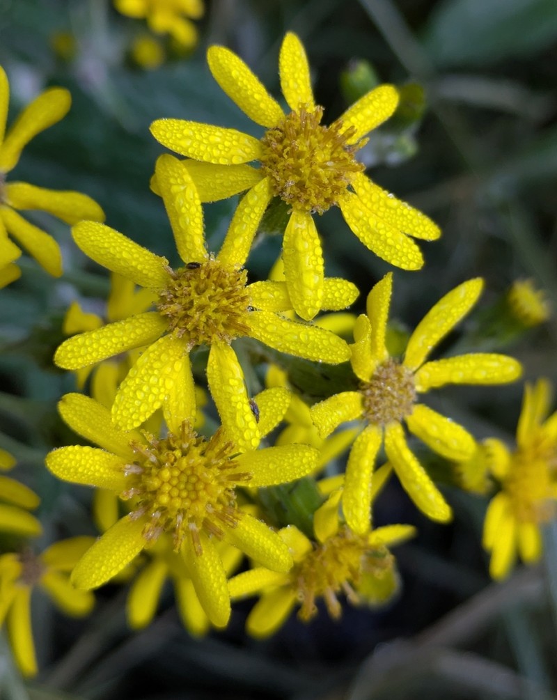 Senecio warszewiczii photo 4