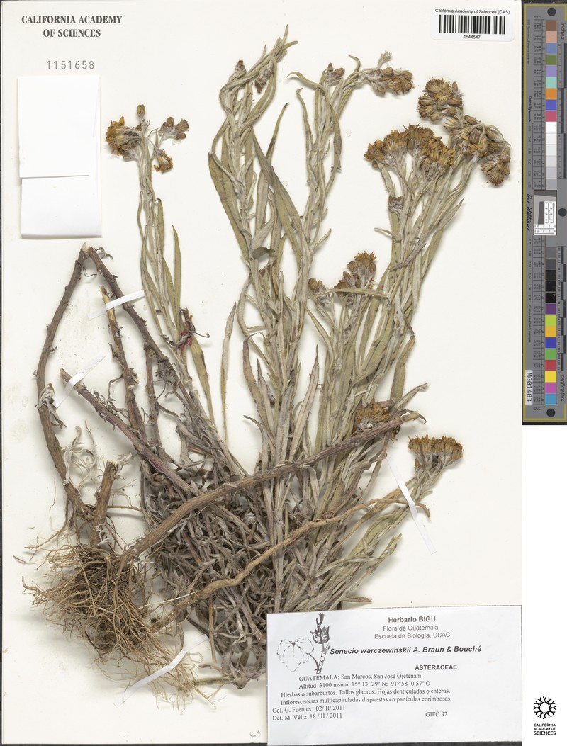 Senecio warszewiczii photo 5