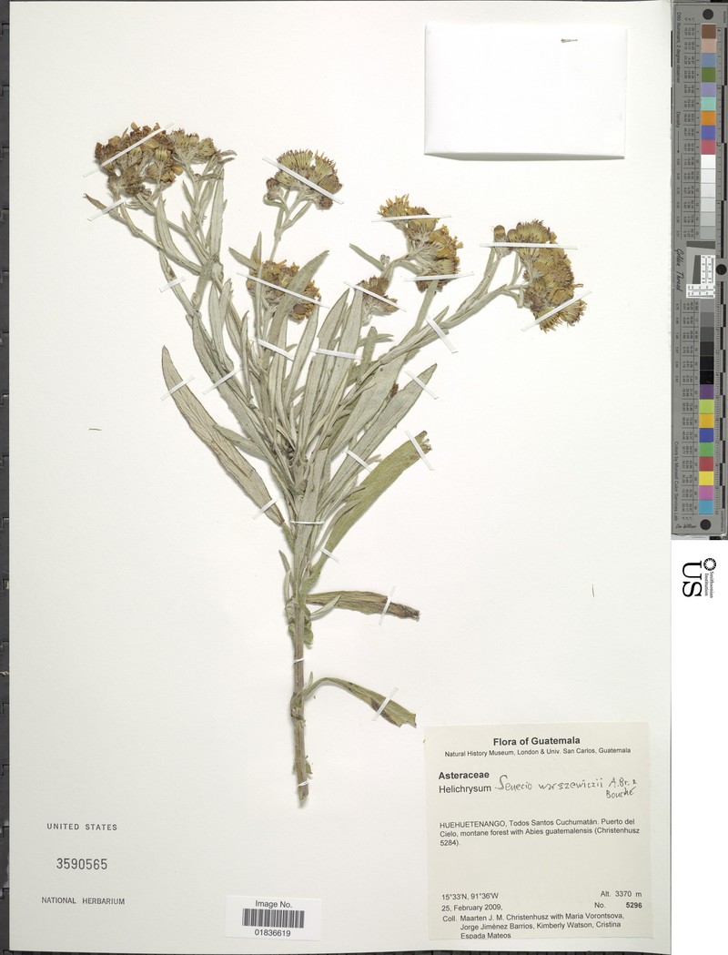 Senecio warszewiczii photo 6