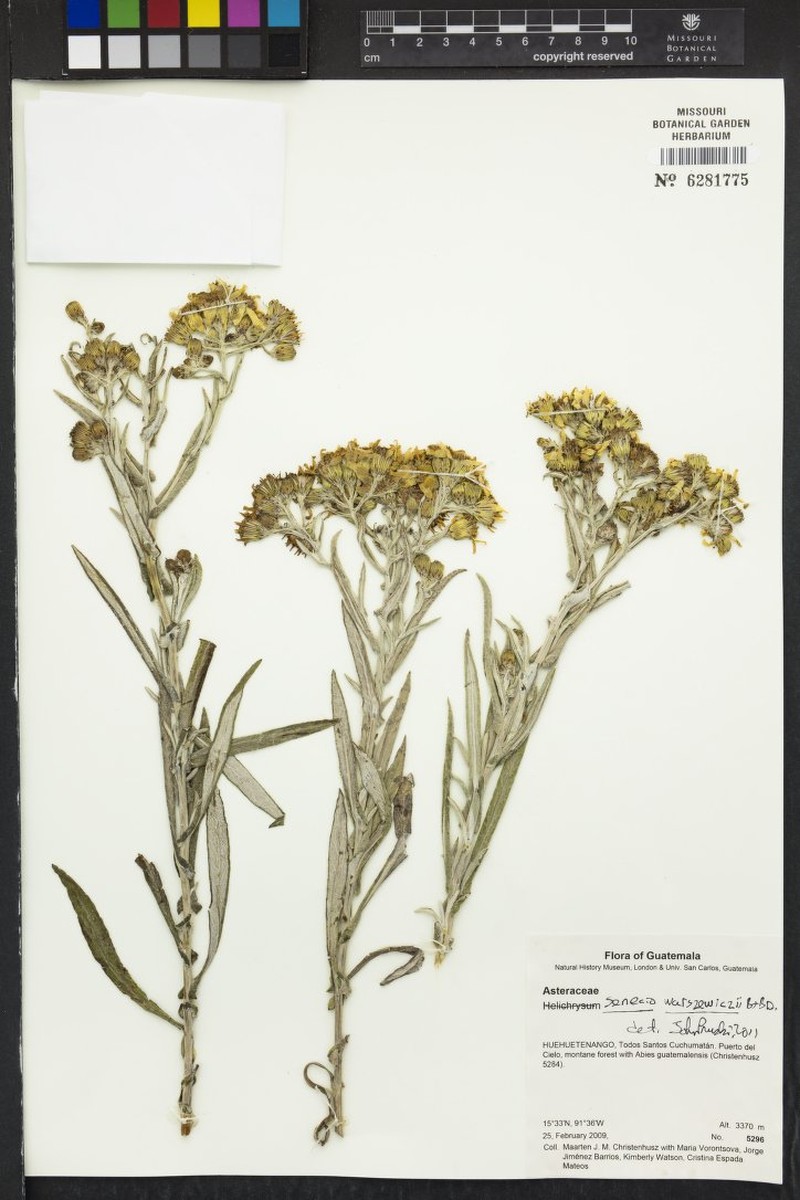 Senecio warszewiczii photo 7