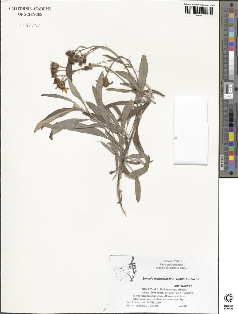 Senecio warszewiczii photo 8