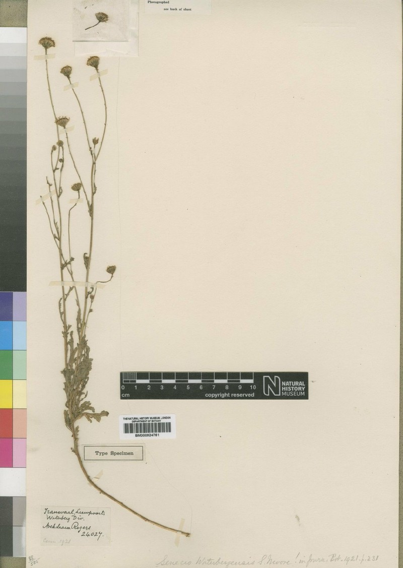 Senecio waterbergensis